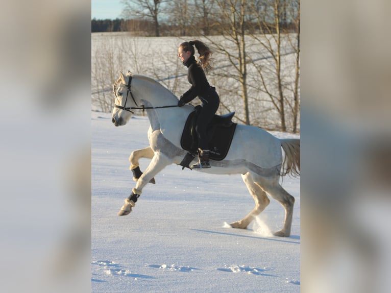 PRE Gelding 12 years 15.2 hh Grey in Breitenhain
