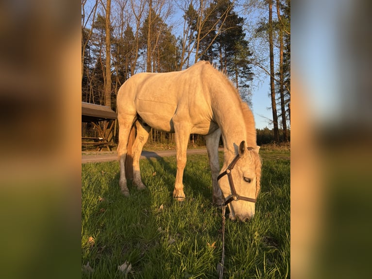 PRE Gelding 12 years 15.2 hh Grey in Breitenhain