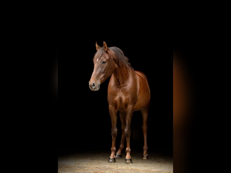 PRE Gelding 12 years 15,3 hh Chestnut in Langenfeld