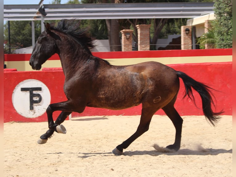 PRE Mix Gelding 12 years 15,2 hh in Rafelguaraf