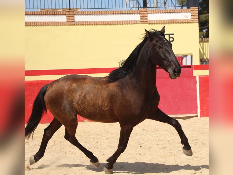 PRE Mix Gelding 12 years 15,2 hh in Rafelguaraf