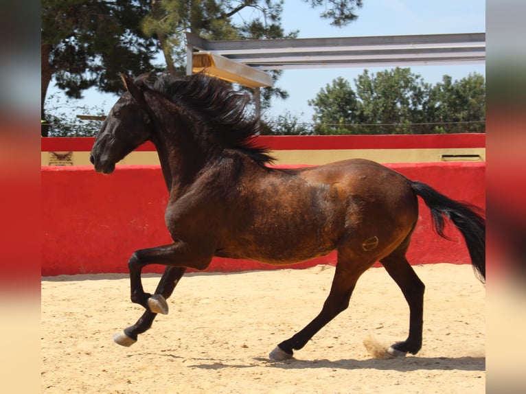 PRE Mix Gelding 12 years 15,2 hh in Rafelguaraf