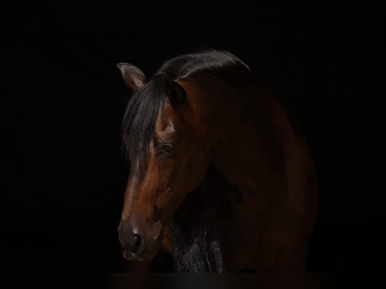 PRE Mix Gelding 12 years 15,2 hh Bay-Dark in M&#xFC;nchen