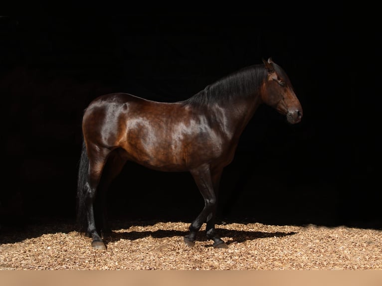 PRE Mix Gelding 12 years 15,2 hh Bay-Dark in M&#xFC;nchen