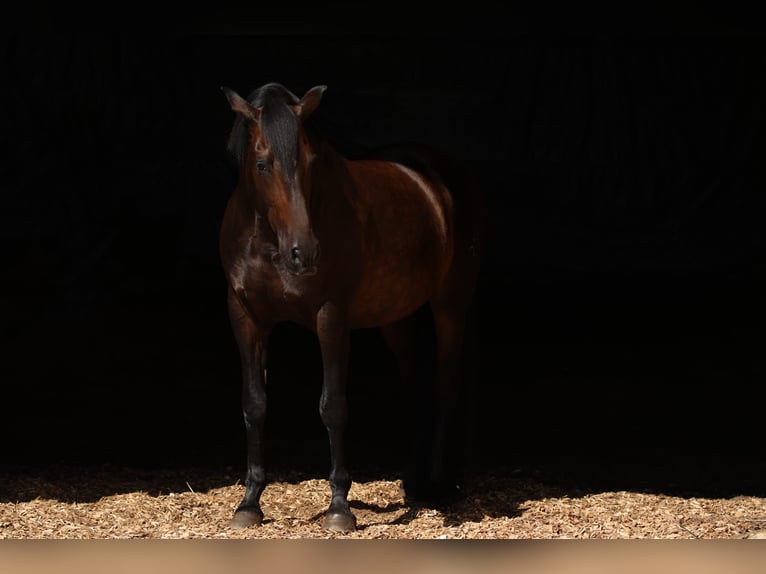 PRE Mix Gelding 12 years 15,2 hh Bay-Dark in M&#xFC;nchen