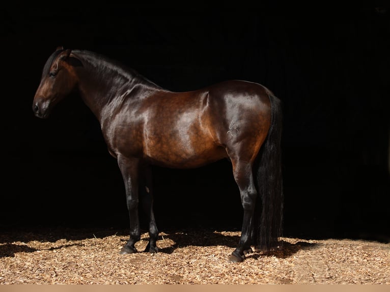 PRE Mix Gelding 12 years 15,2 hh Bay-Dark in M&#xFC;nchen