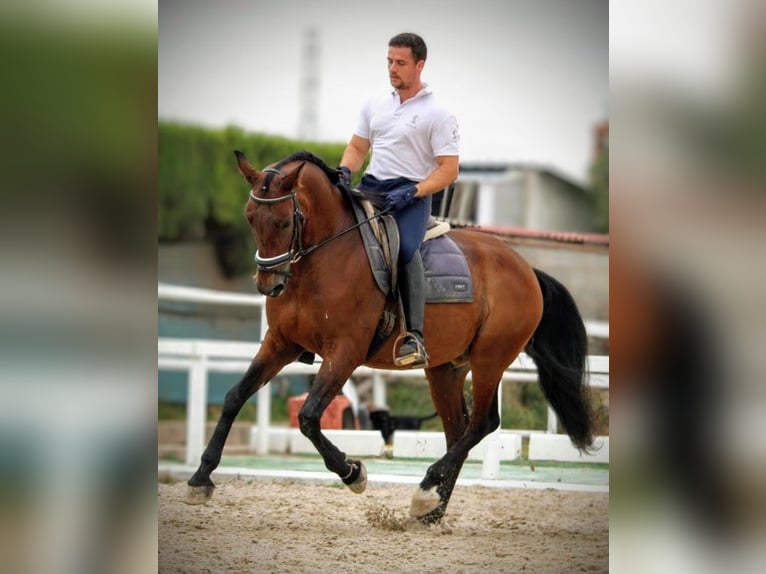 PRE Mix Gelding 12 years 15,2 hh Brown in Valencia