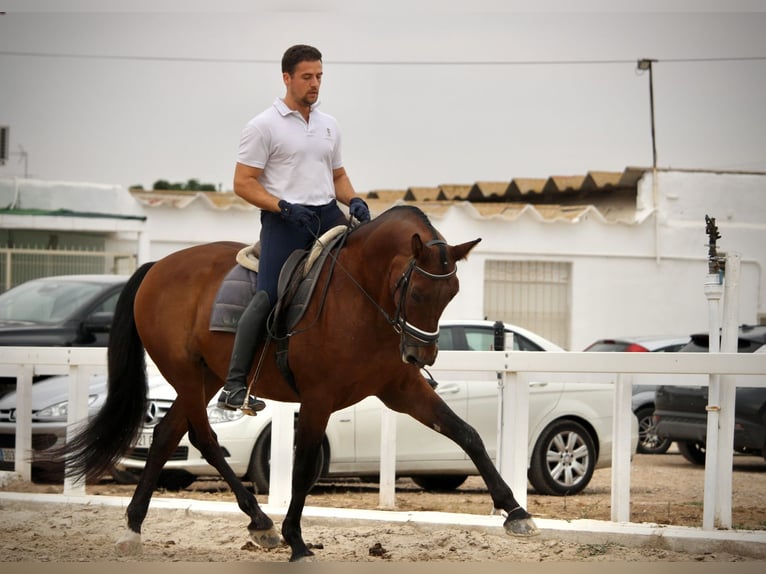 PRE Mix Gelding 12 years 15,2 hh Brown in Valencia