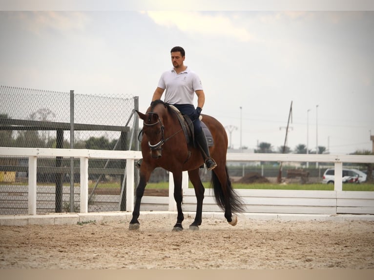 PRE Mix Gelding 12 years 15,2 hh Brown in Valencia