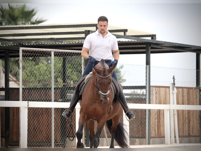 PRE Mix Gelding 12 years 15,2 hh Brown in Valencia
