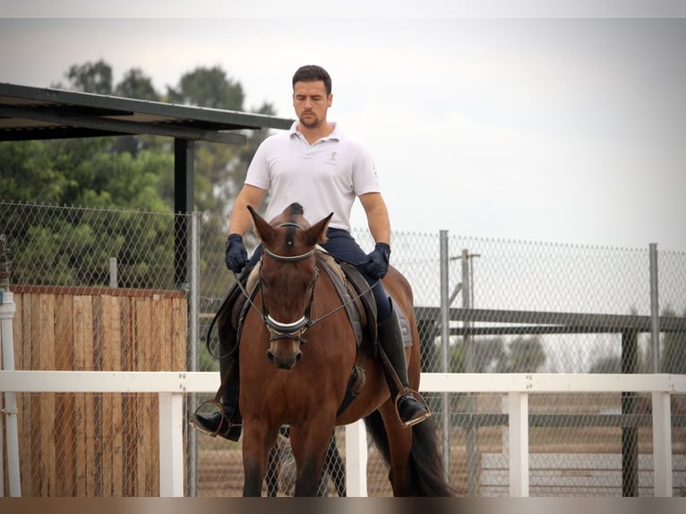 PRE Mix Gelding 12 years 15,2 hh Brown in Valencia