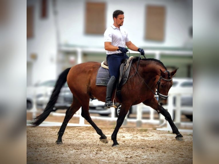 PRE Mix Gelding 12 years 15,2 hh Brown in Valencia