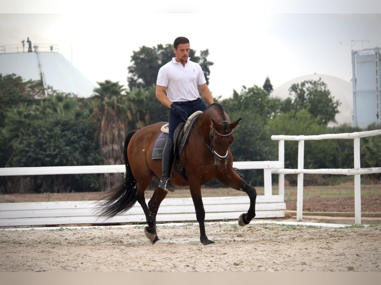 PRE Mix Gelding 12 years 15,2 hh Brown in Valencia