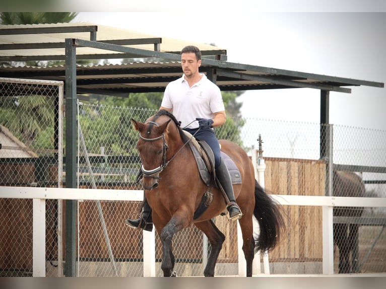 PRE Mix Gelding 12 years 15,2 hh Brown in Valencia