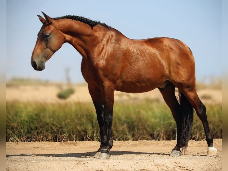 PRE Mix Gelding 12 years 15,2 hh Brown in Valencia