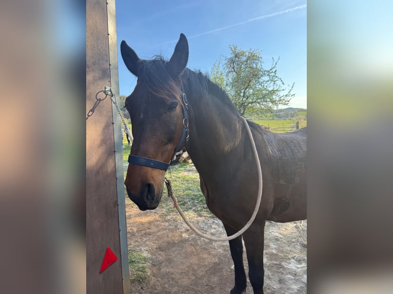 PRE Mix Gelding 12 years 15,2 hh Brown in Sommerkahl