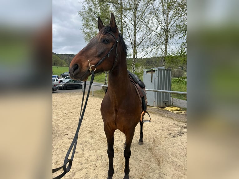 PRE Mix Gelding 12 years 15,2 hh Brown in Sommerkahl