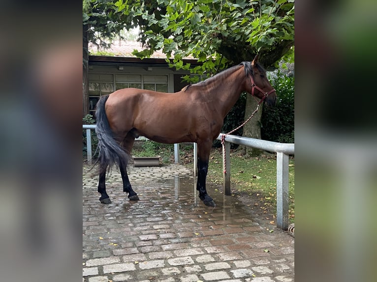 PRE Mix Gelding 12 years 16,1 hh Bay in Malsch