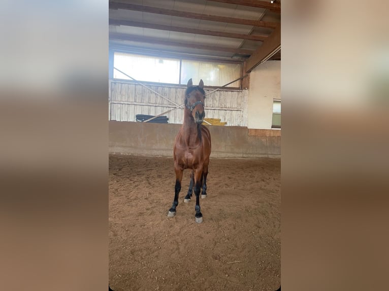 PRE Mix Gelding 12 years 16,1 hh Bay in Malsch