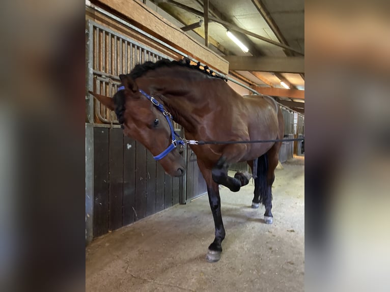 PRE Mix Gelding 12 years 16,1 hh Bay in Malsch