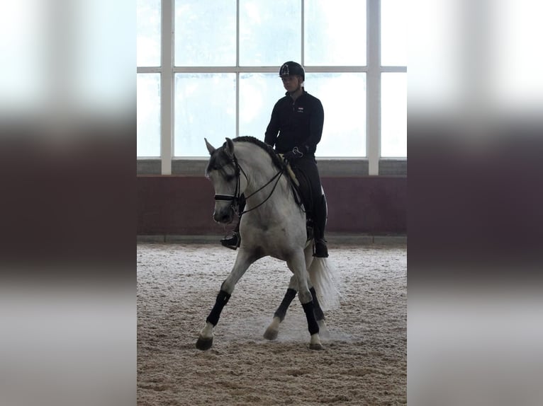 PRE Mix Gelding 12 years 16,1 hh Gray in Sm