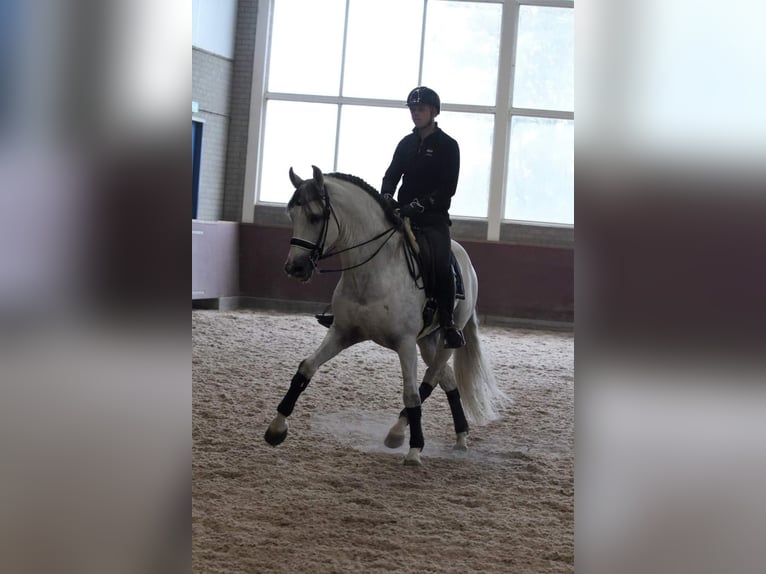 PRE Mix Gelding 12 years 16,1 hh Gray in Sm