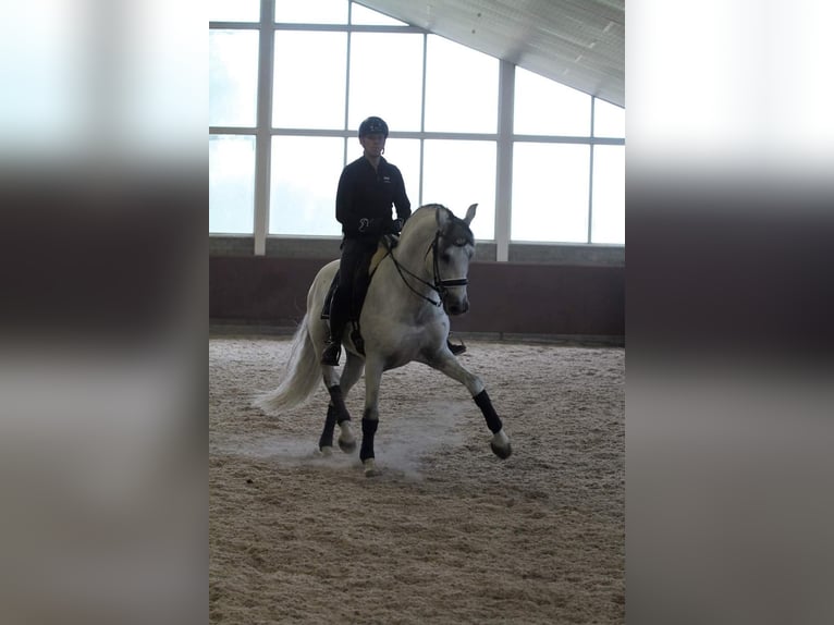 PRE Mix Gelding 12 years 16,1 hh Gray in Sm