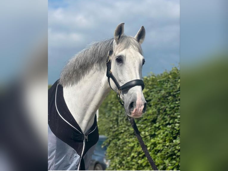 PRE Mix Gelding 12 years 16,1 hh White in Leerbroek