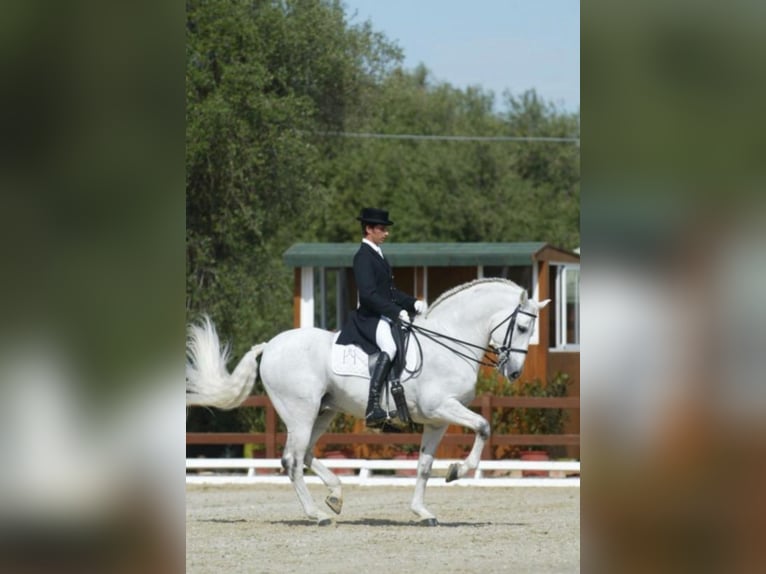 PRE Mix Gelding 12 years 16,1 hh White in Leerbroek