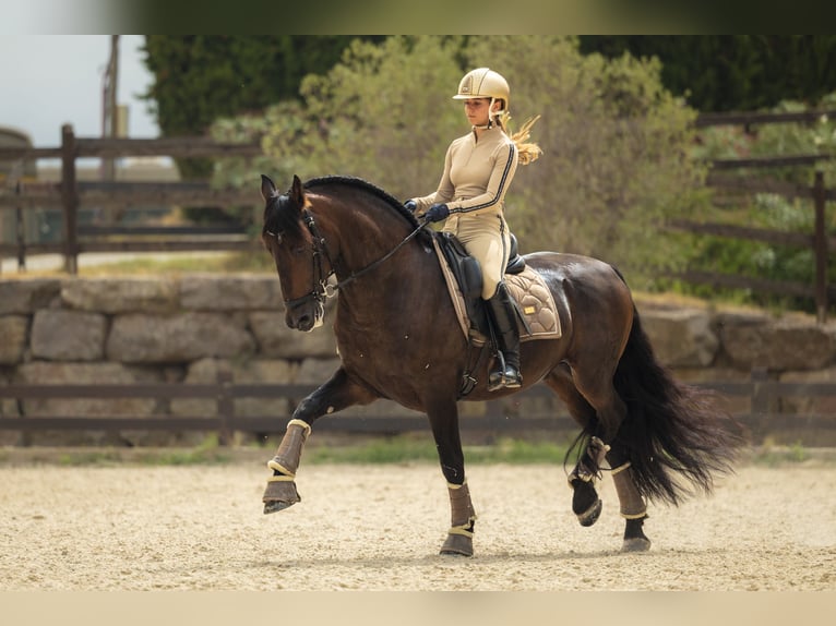 PRE Mix Gelding 12 years 16 hh Bay-Dark in Santa Perpetua de Mogoda