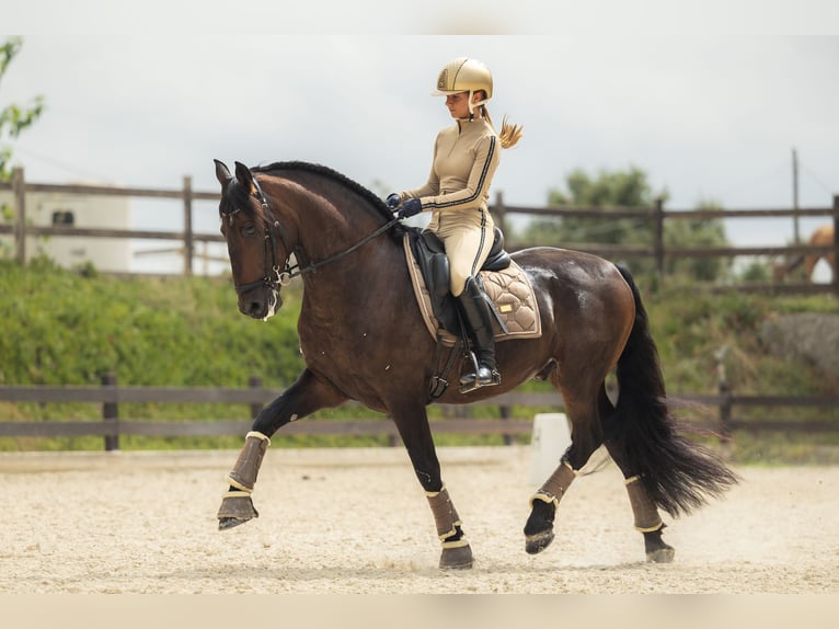 PRE Mix Gelding 12 years 16 hh Bay-Dark in Santa Perpetua de Mogoda