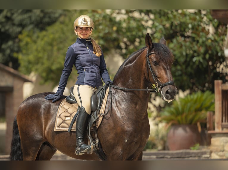 PRE Mix Gelding 12 years 16 hh Bay-Dark in Santa Perpetua de Mogoda