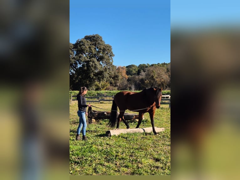 PRE Mix Gelding 12 years 16 hh Bay in Aubais