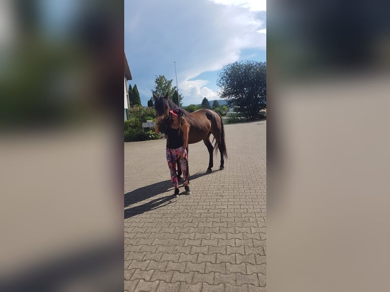 PRE Mix Gelding 12 years 16 hh Brown in Dietlikon