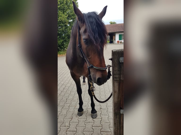 PRE Mix Gelding 12 years 16 hh Brown in Dietlikon