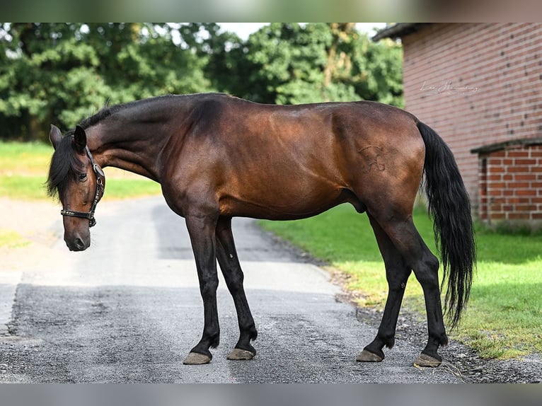 PRE Mix Gelding 12 years 16 hh Brown in Scheeßel