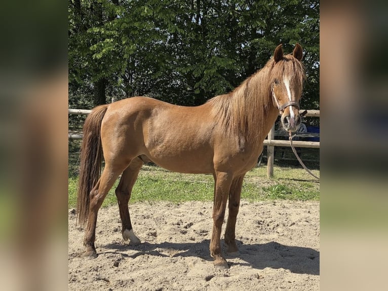 PRE Mix Gelding 12 years 16 hh Chestnut-Red in Hennef