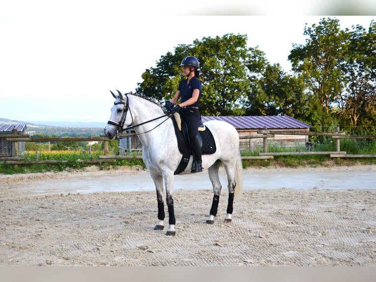 PRE Mix Gelding 12 years 16 hh Gray in brenthonne