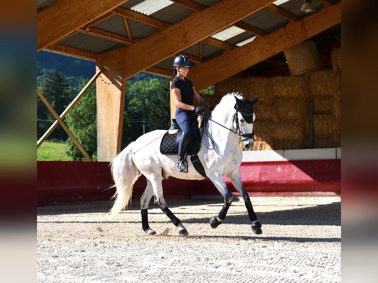 PRE Mix Gelding 12 years 16 hh Gray in brenthonne