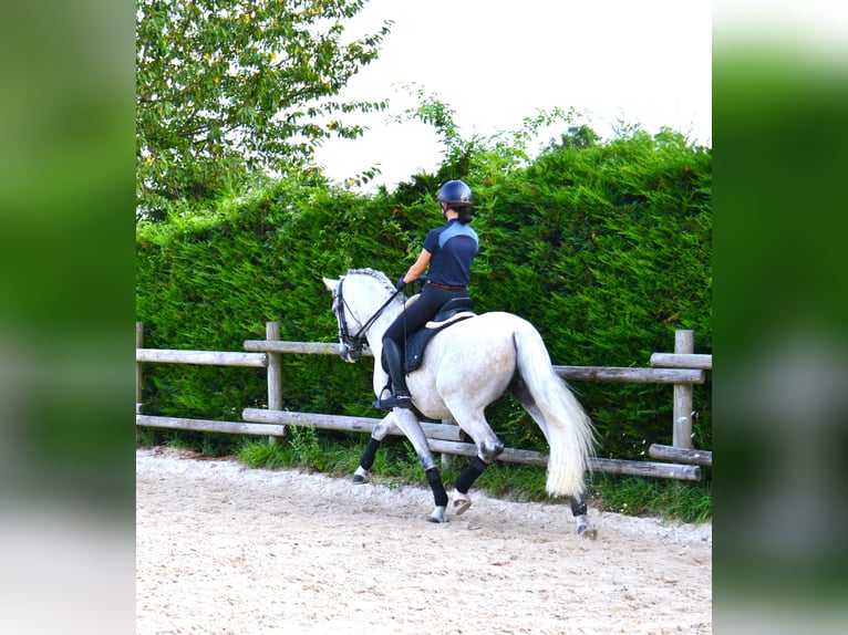 PRE Mix Gelding 12 years 16 hh Gray in brenthonne