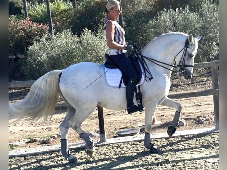 PRE Mix Gelding 12 years 16 hh Gray in Jerez De La Frontera