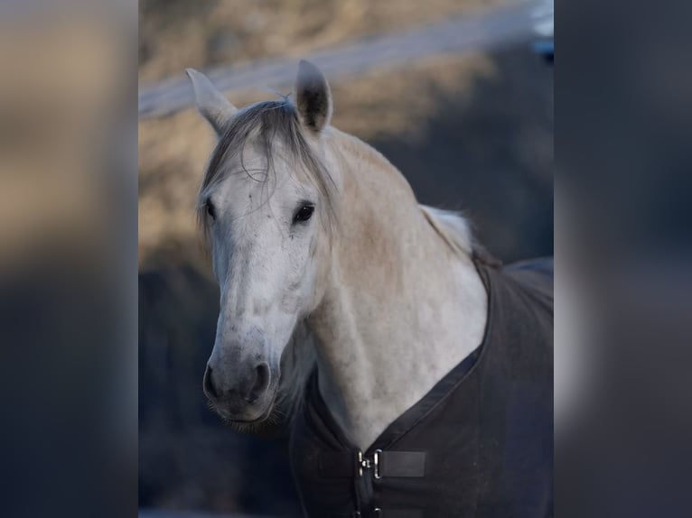 PRE Gelding 12 years 16 hh Grey-Dapple in felanitx