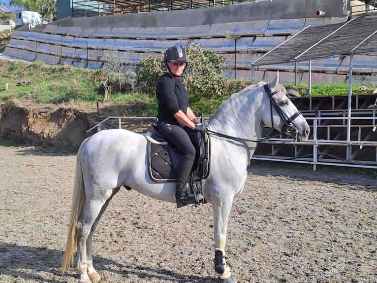 PRE Mix Gelding 12 years 16 hh Grey-Dapple in Martfeld