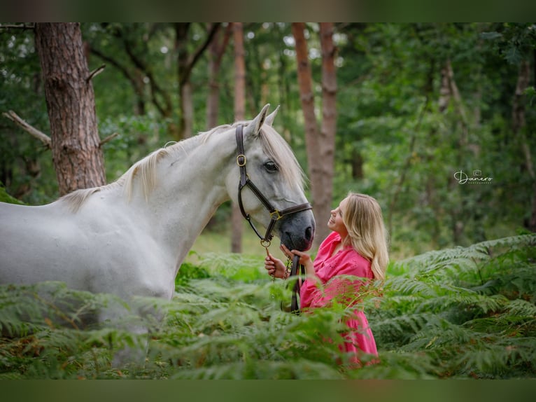 PRE Gelding 12 years 16 hh Grey in Nuenen