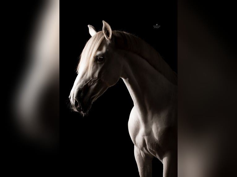 PRE Gelding 12 years 16 hh Grey in Nuenen