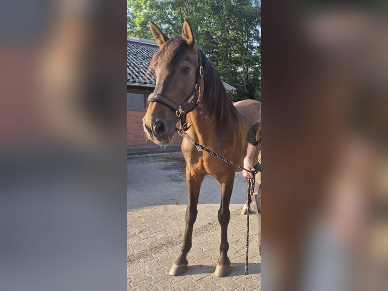 PRE Gelding 12 years 16,1 hh Brown in Bielefeld PRE Gelding 12 years 16,1 hh Brown in Bielefeld