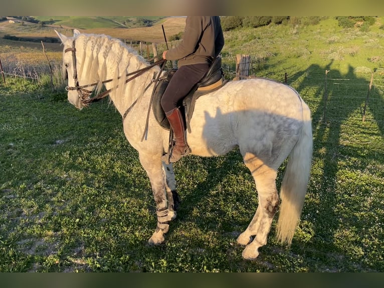 PRE Gelding 12 years 16,1 hh Grey-Dapple in Cadiz