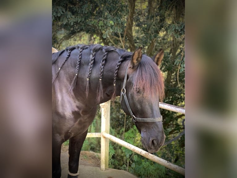 PRE Mix Gelding 12 years 16,2 hh Black in Luzern