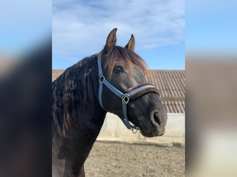 PRE Mix Gelding 12 years 16,2 hh Black in Luzern