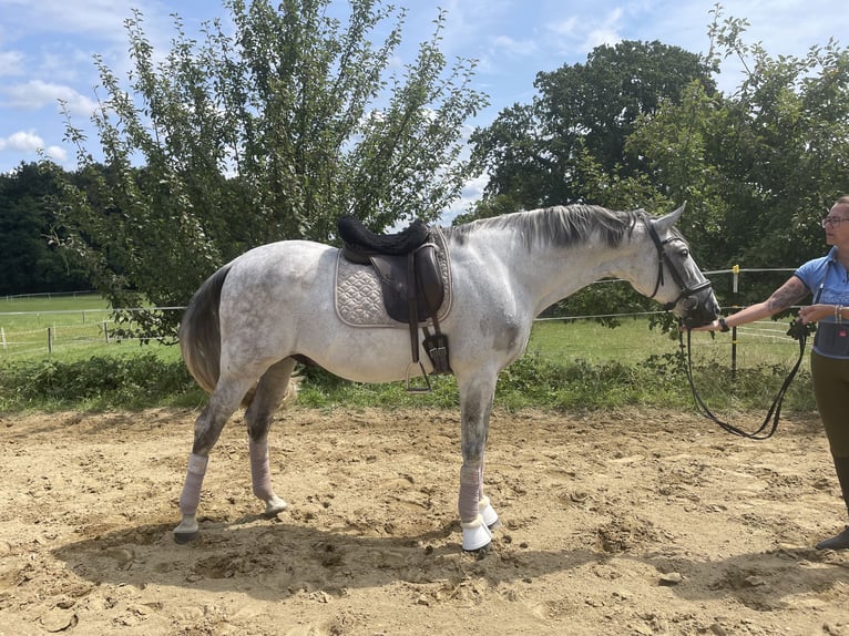 PRE Mix Gelding 12 years 17 hh Gray-Fleabitten in Bad Aibling